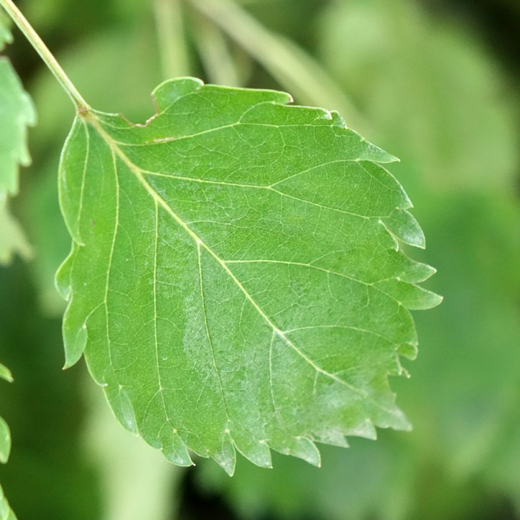Fraxinus excelsior Heterophylla Pendula - Gewone es pleureur