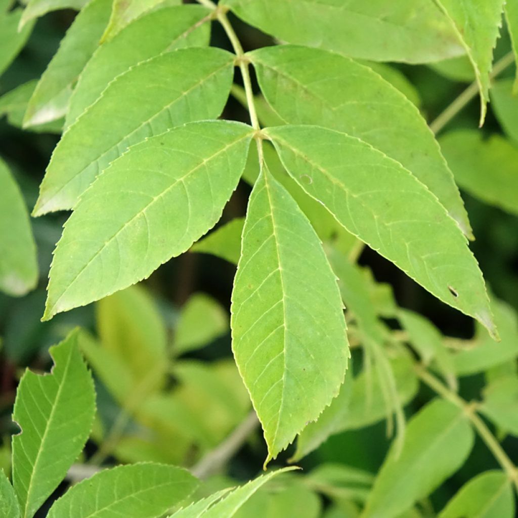 Fraxinus pennsylvanica Argenteomarginata - Pennsylvanische es