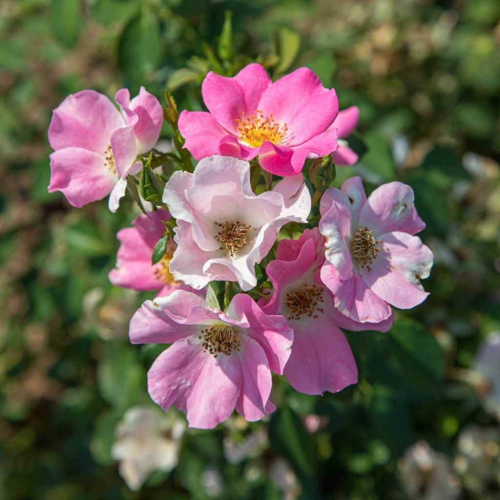 Rosa Friendly Pink - Polyantharoos