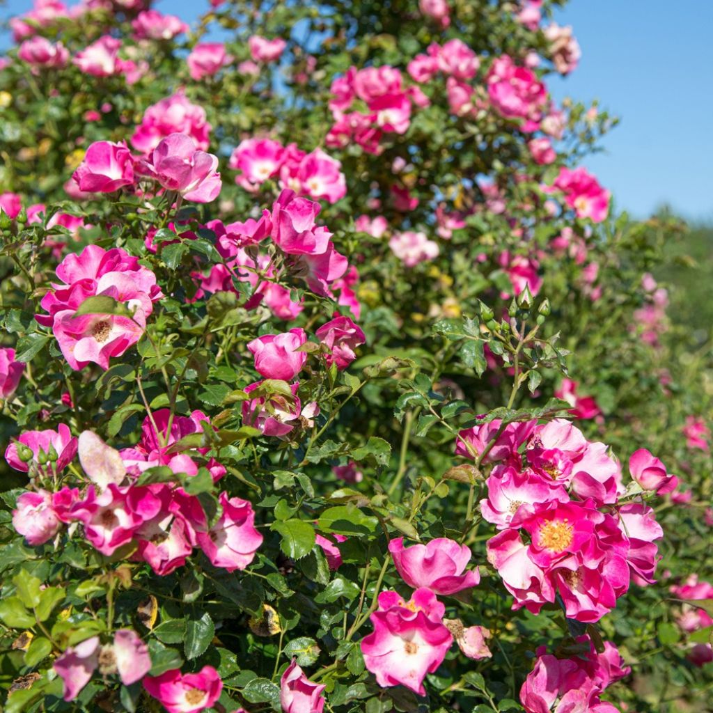 Rosa Friendly Purple - Polyantharoos