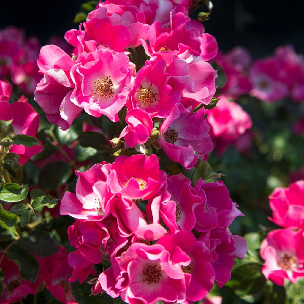 Rosa Friendly Purple - Polyantharoos