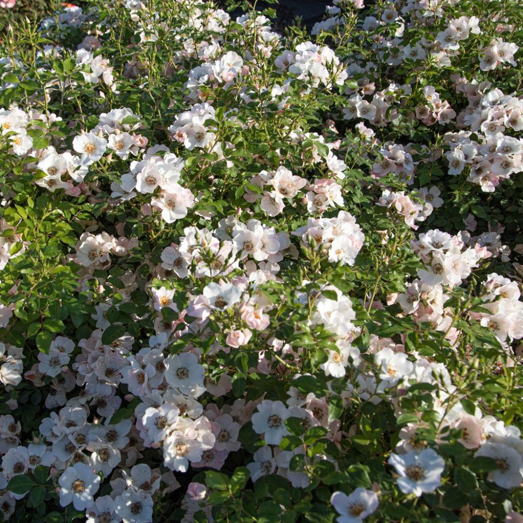 Rosa Friendly Sweet - Polyantharoos