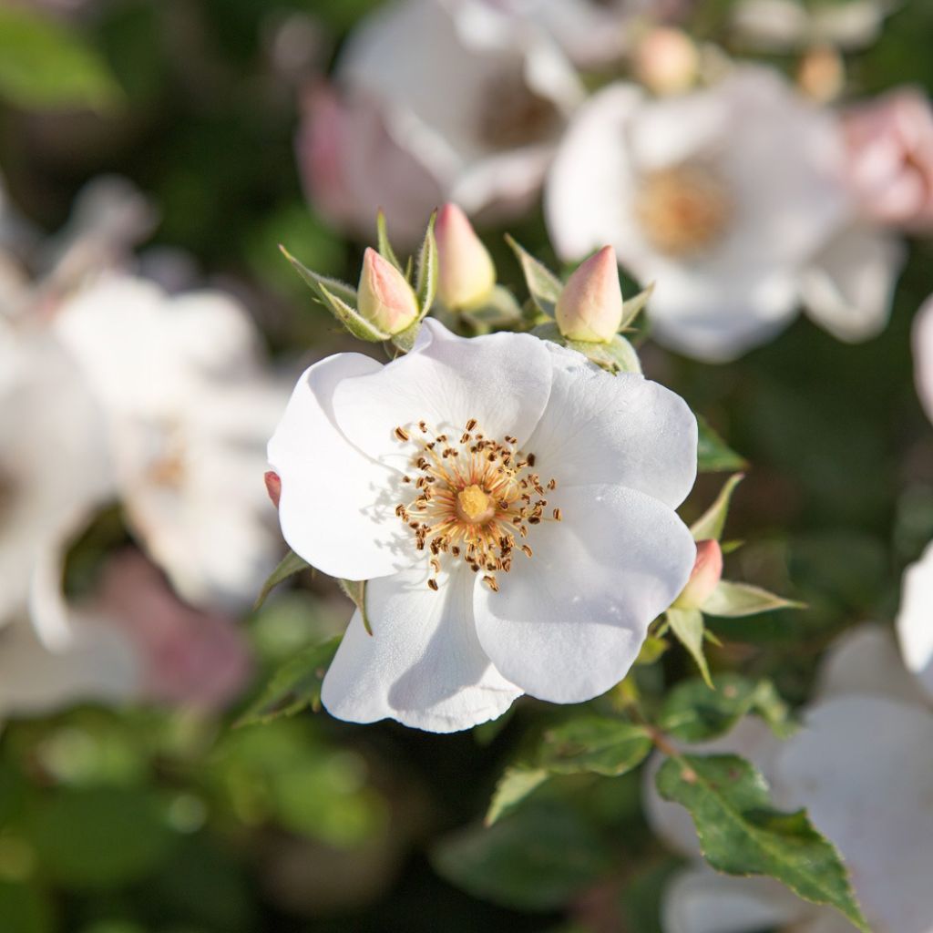 Rosa Friendly Sweet - Polyantharoos