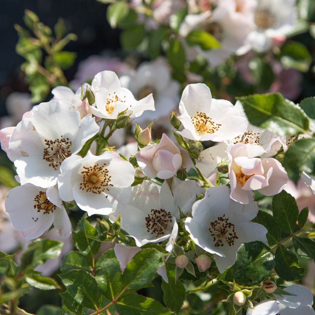 Rosa Friendly Sweet - Polyantharoos