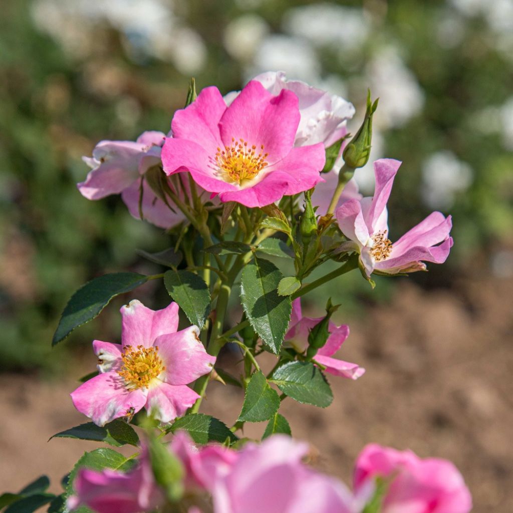 Rosa Friendly Pink - Polyantharoos