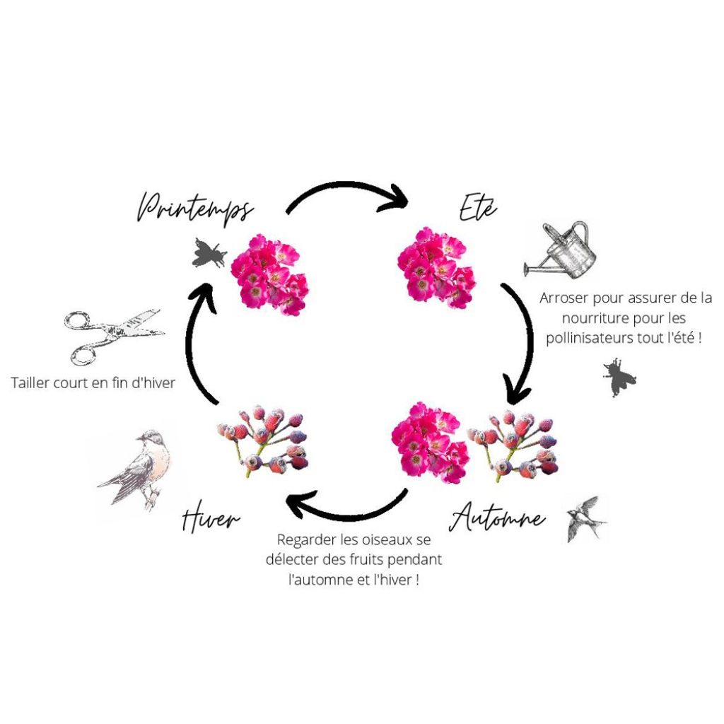 Rosa Friendly Purple - Polyantharoos