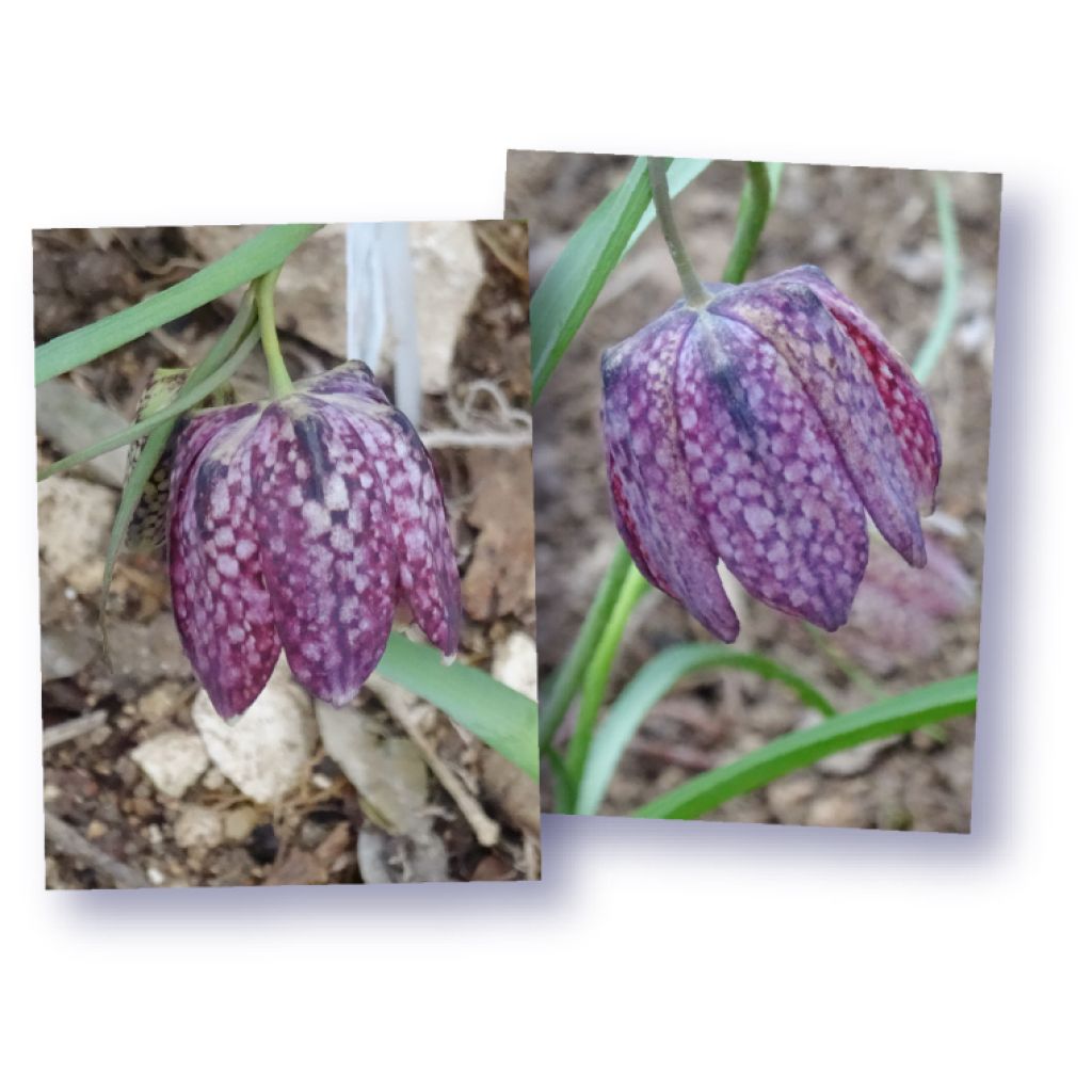 Fritillaria meleagris - Kievitsbloem