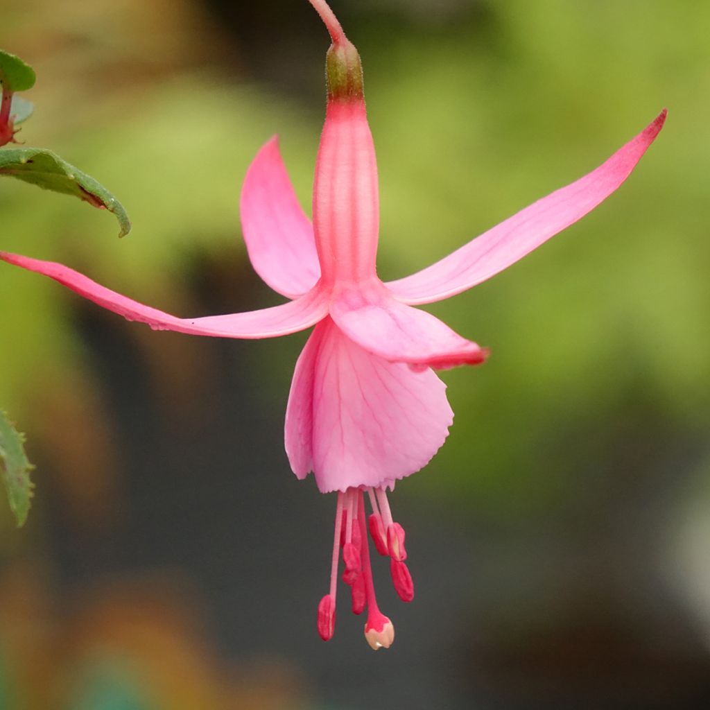 Fuchsia Beacon Rosa - Bellenplant