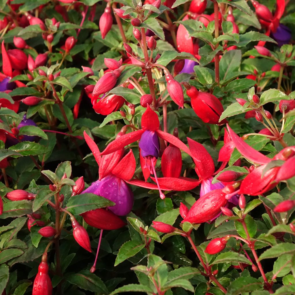 Fuchsia Bella Sacha - Bellenplant