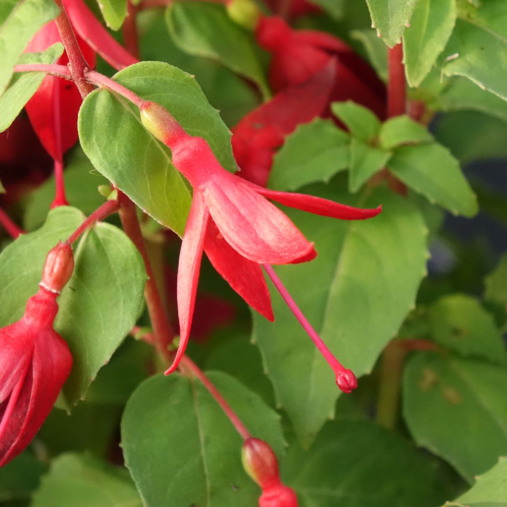 Fuchsia Chilli Red - Bellenplant