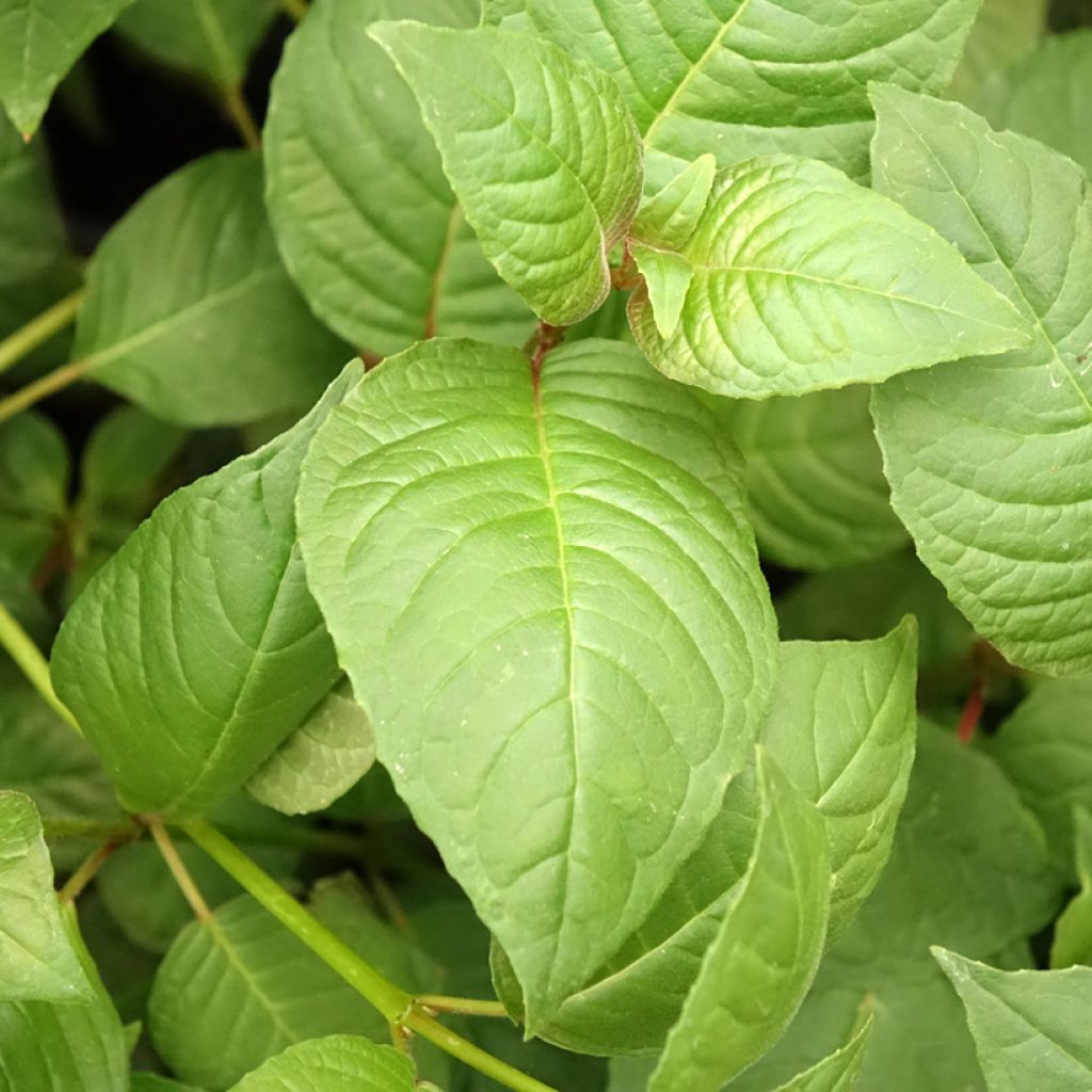 Fuchsia First Success - Bellenplant