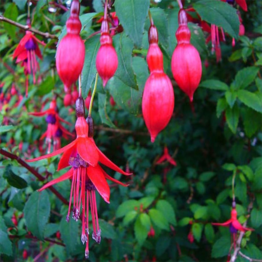 Fuchsia magellanica Riccartonii - Winterharde fuchsia