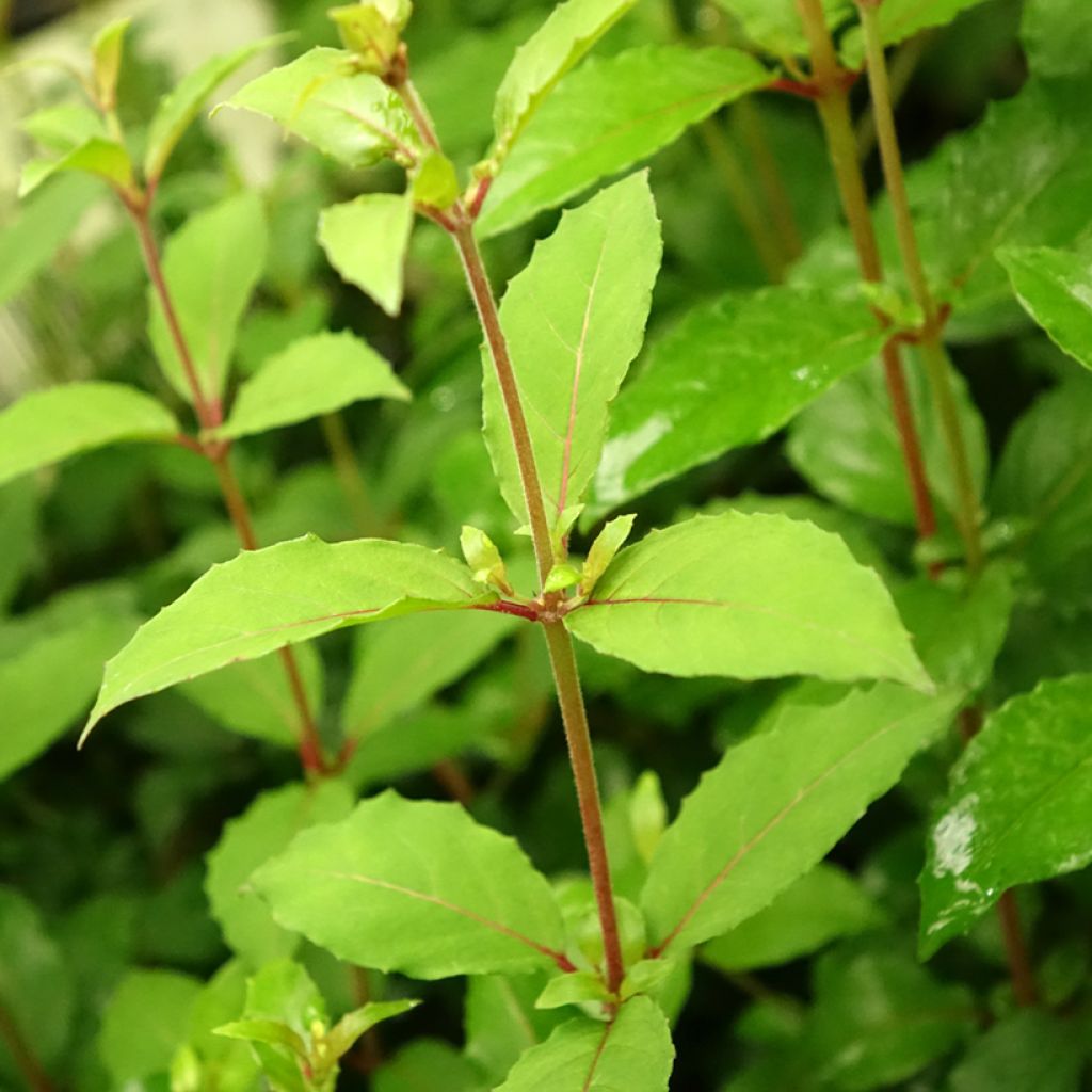 Fuchsia magellanica Riccartonii - Winterharde fuchsia