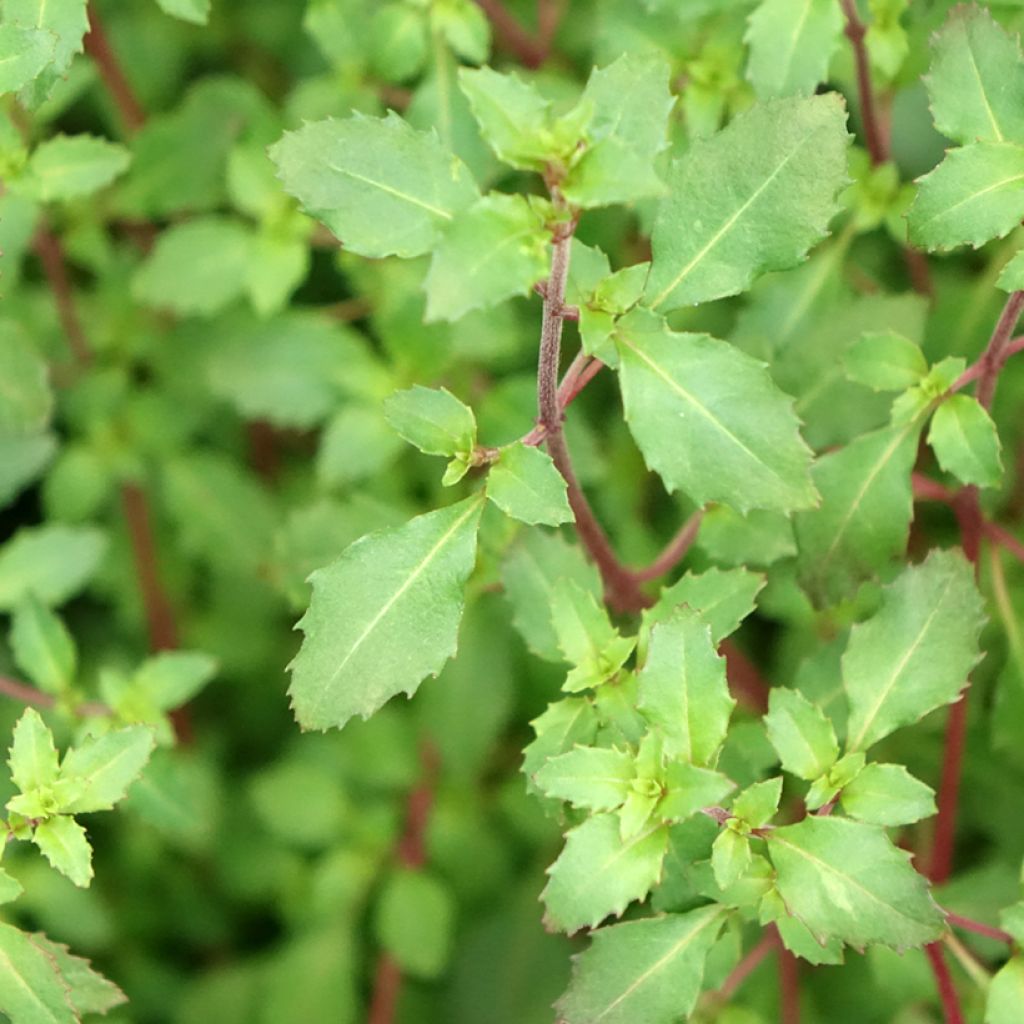 Fuchsia microphylla microphylla - Bellenplant