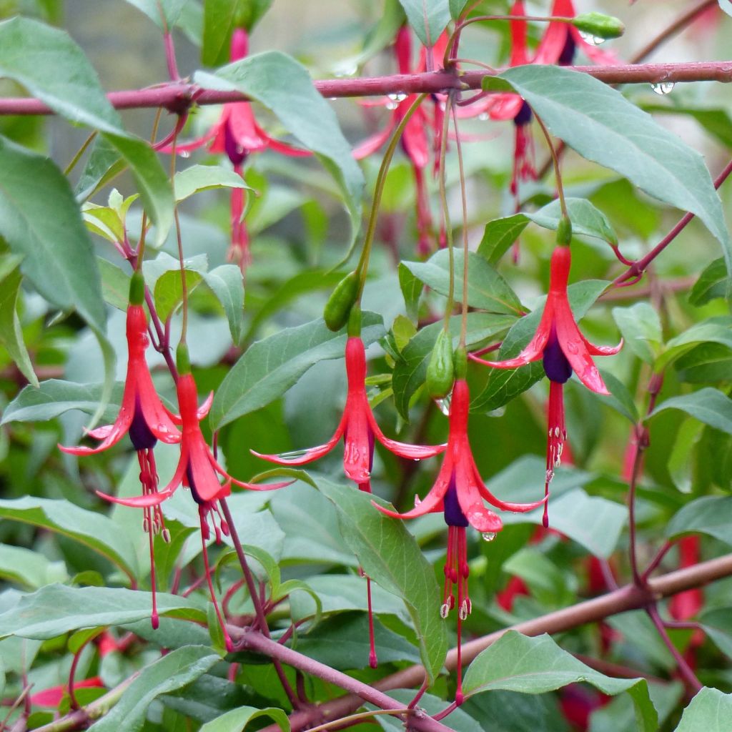 Fuchsia regia Reitzii - Bellenplant