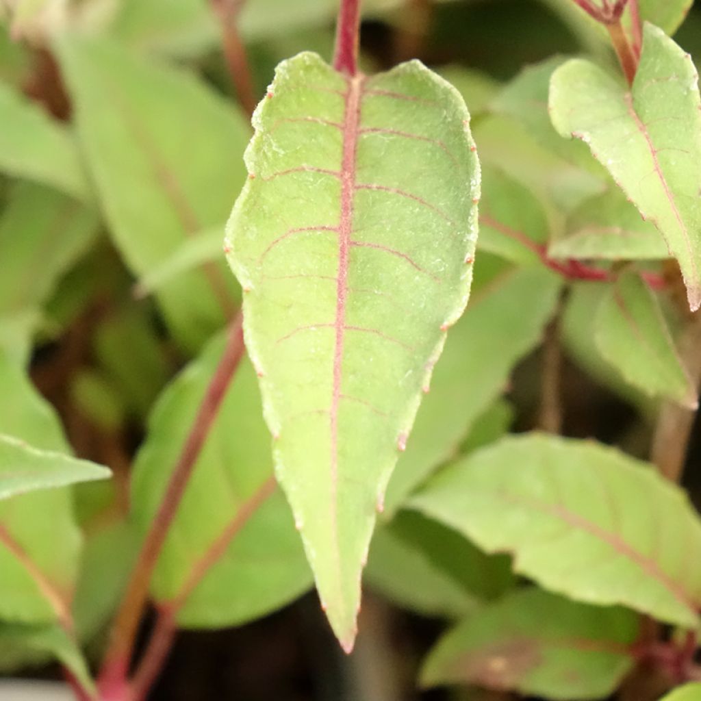Fuchsia Mme Cornelissen - Bellenplant
