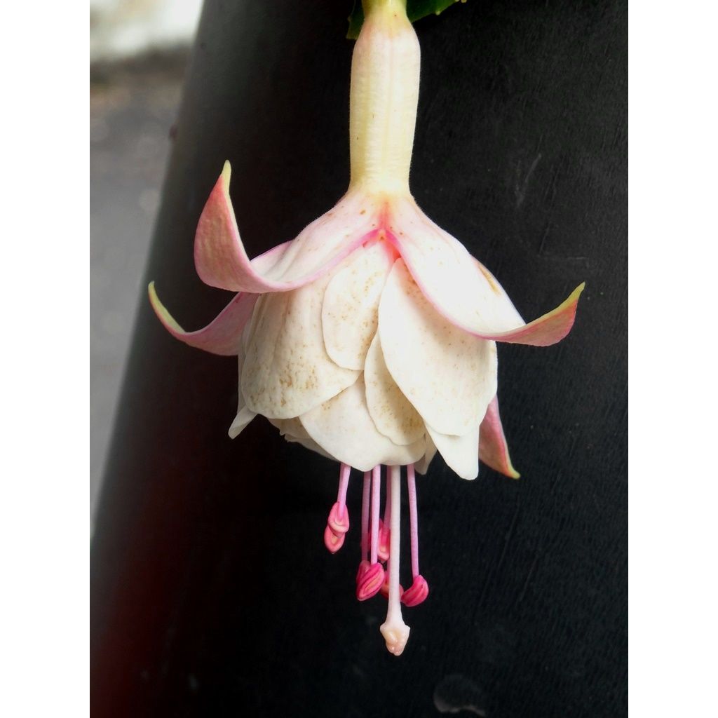 Fuchsia retombend Pink Marshmallow - Bellenplant