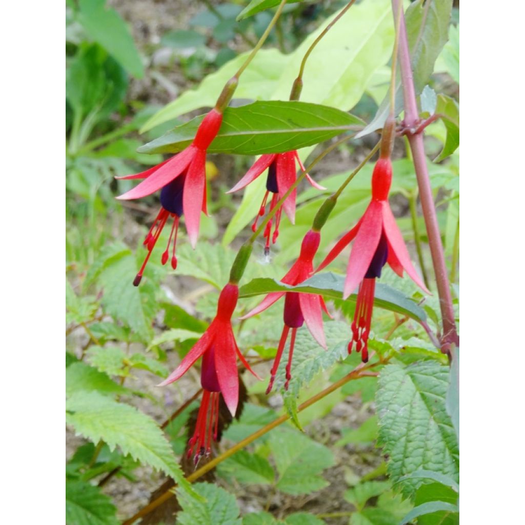 Fuchsia regia Reitzii - Bellenplant