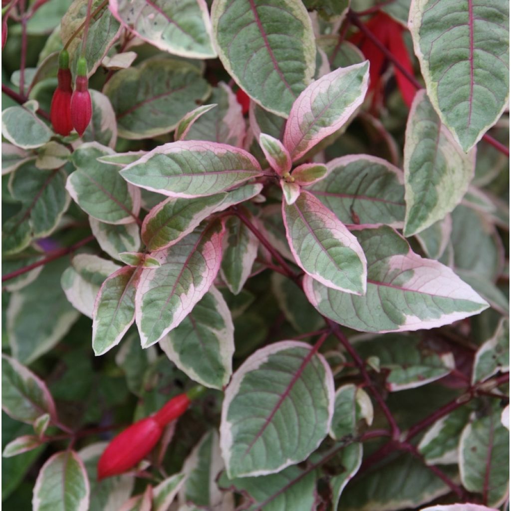 Fuchsia Tom West - Bellenplant