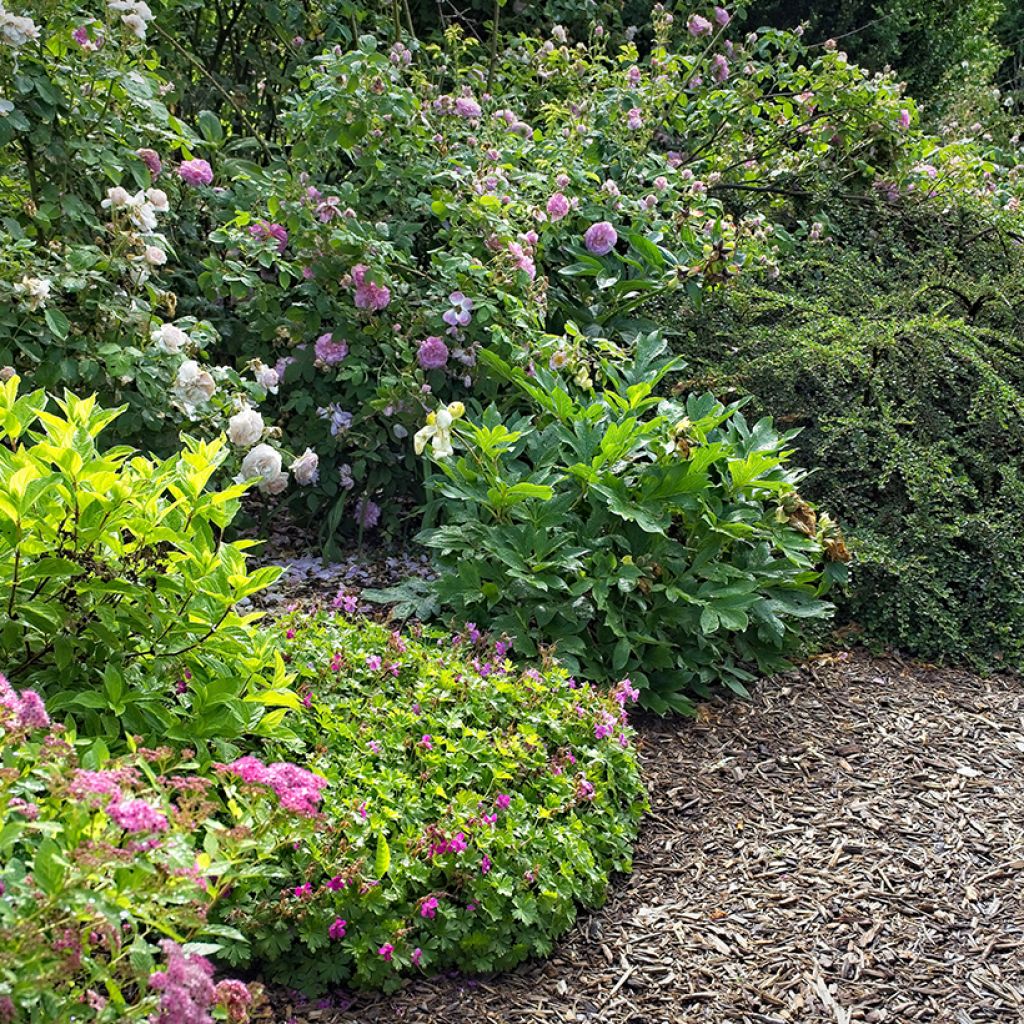 Geranium cantabrigiense Abpp Crystal Rose - Ooievaarsbek roze