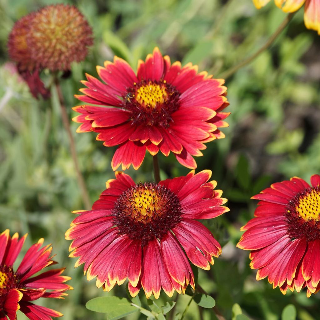 Gaillardia Bourgogne - Kokardebloem