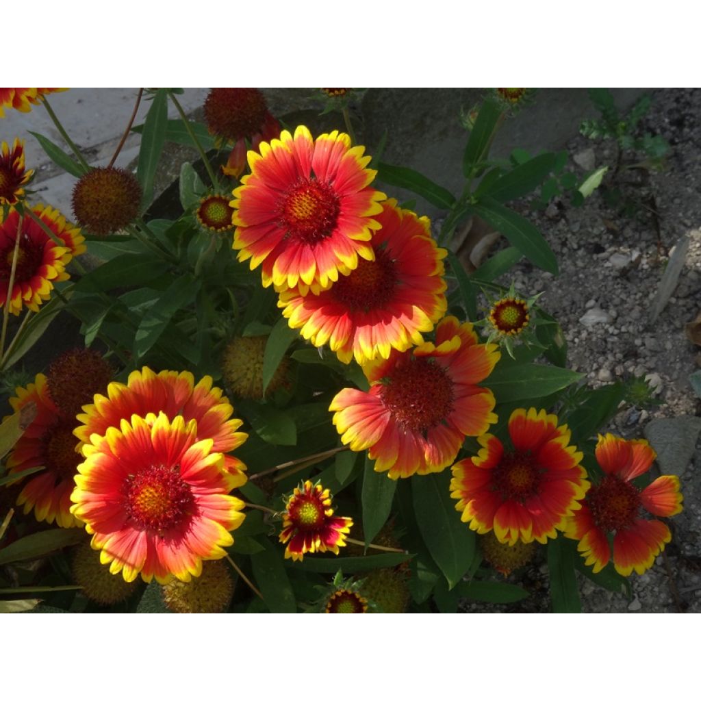 Une durée de floraison exceptionnelle