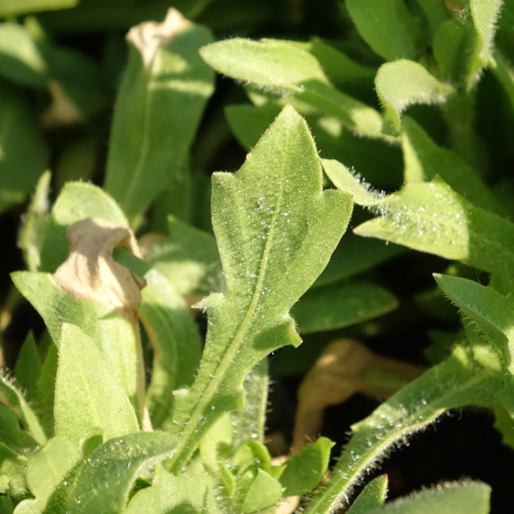 Gaillardia Mesa Bright Bicolor - Kokardebloem