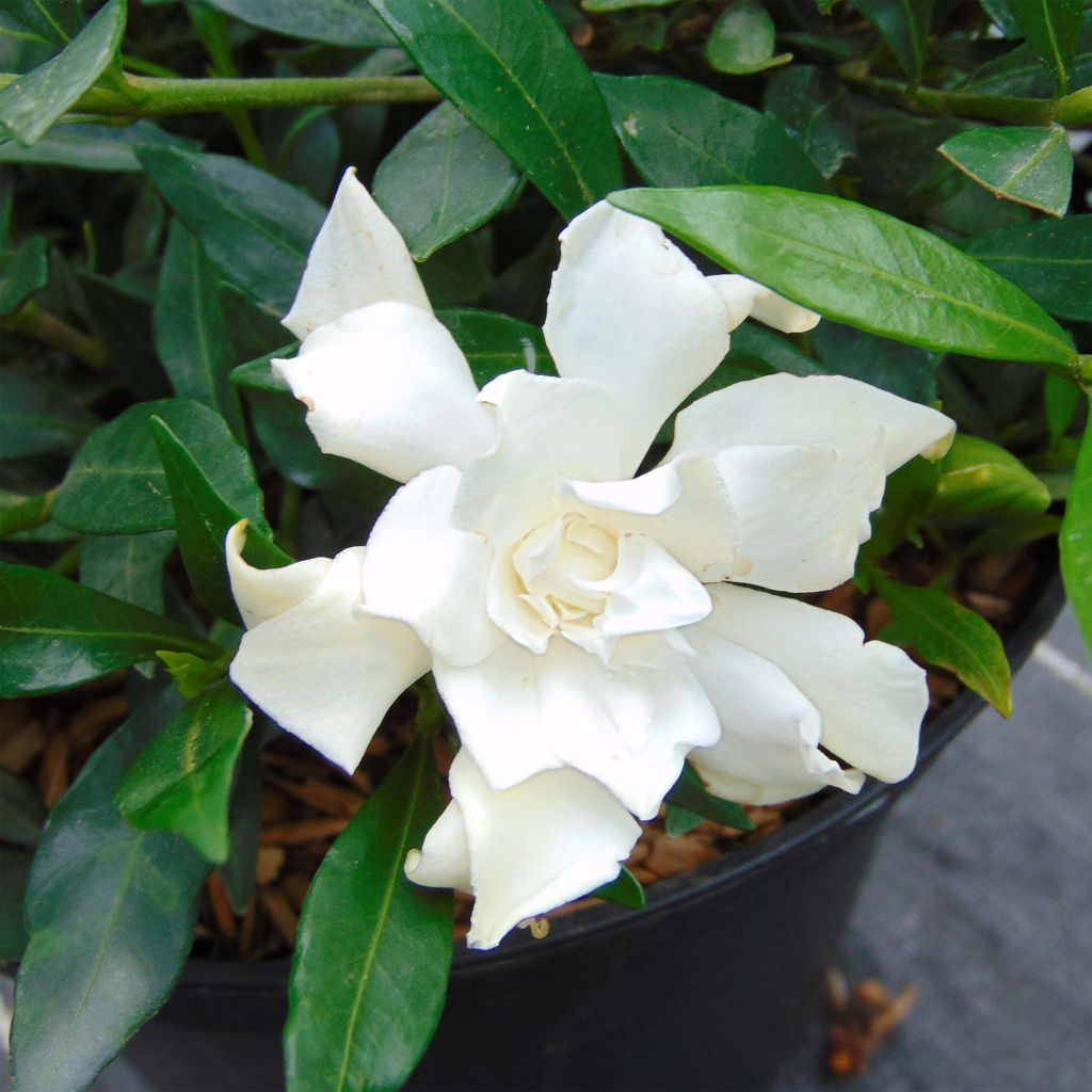 Gardenia jasminoides Perfumed Petticoats - Kaapse jasmijn