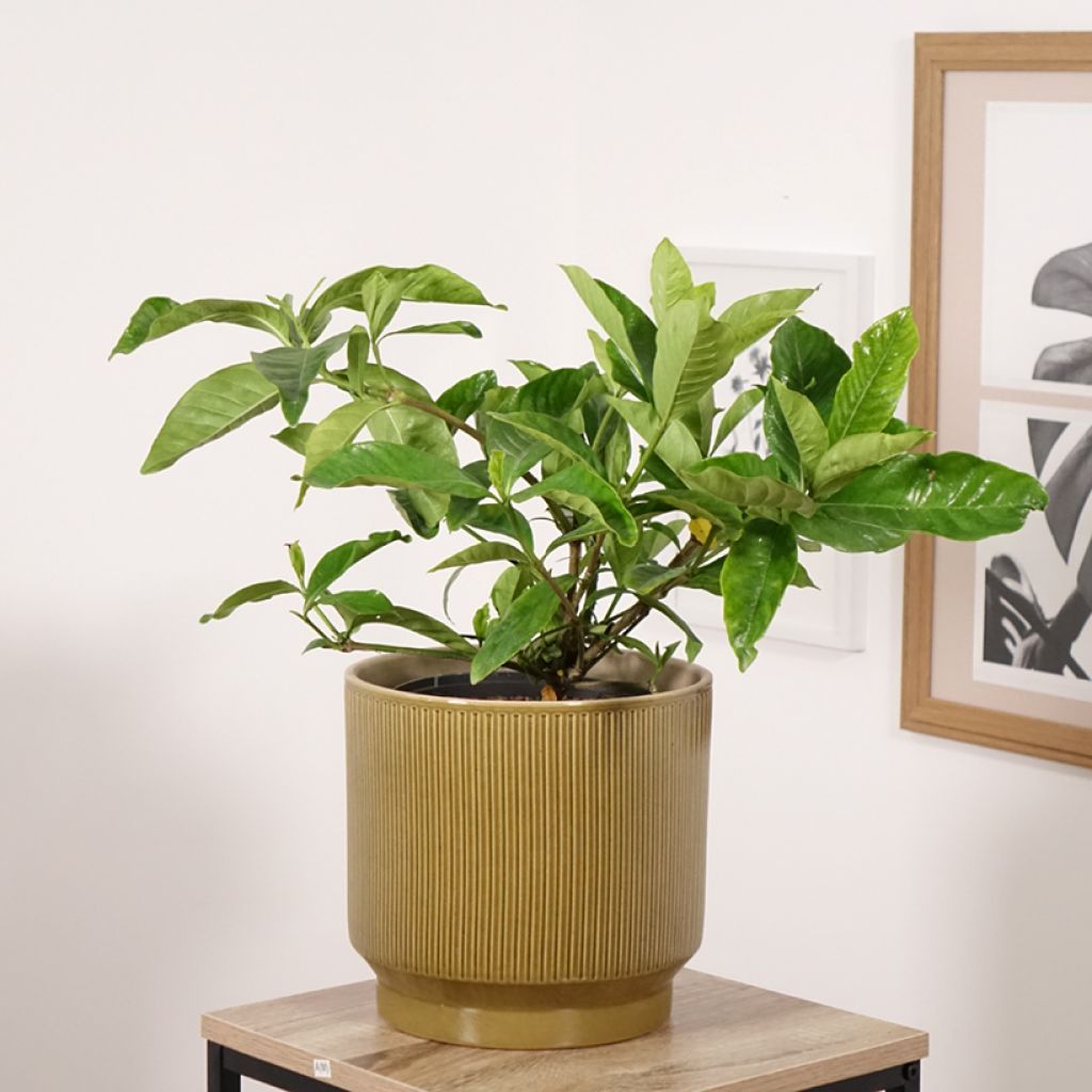 Gardenia jasminoides Summer Snow - Kaapse jasmijn