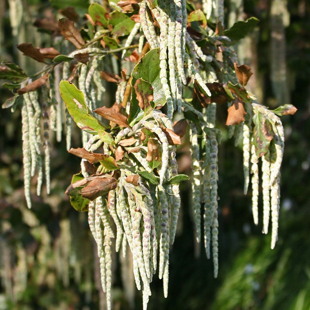 Garrya elliptica - Katjesstruik