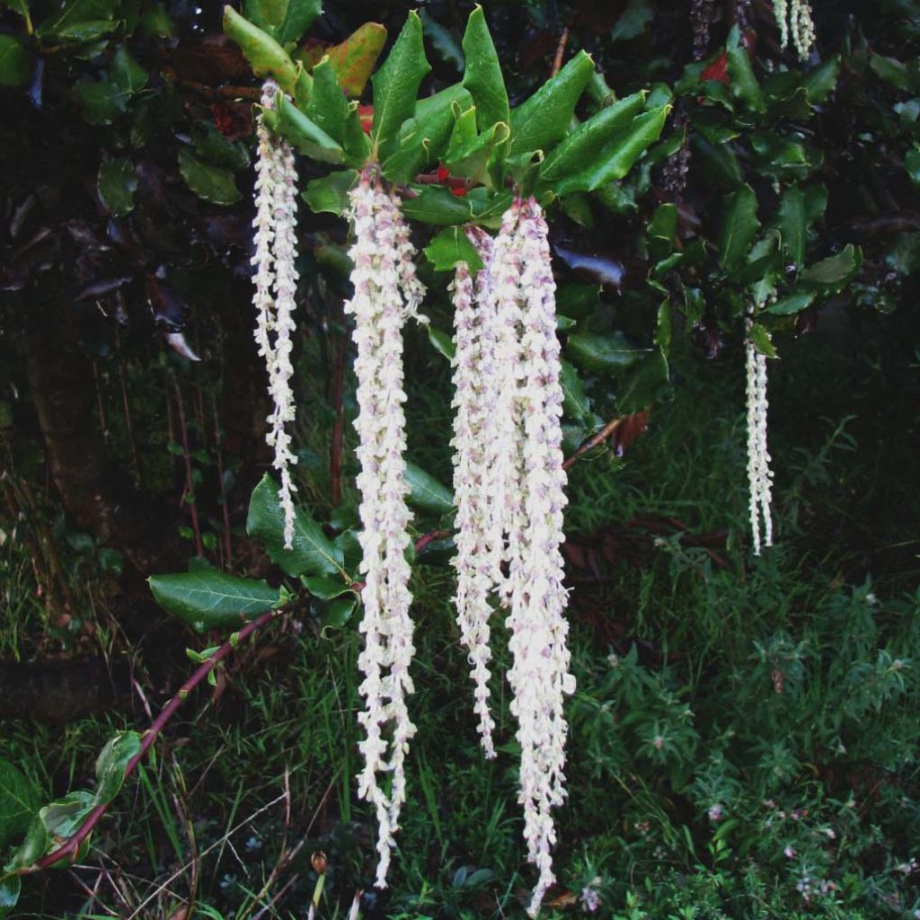 Garrya elliptica - Katjesstruik