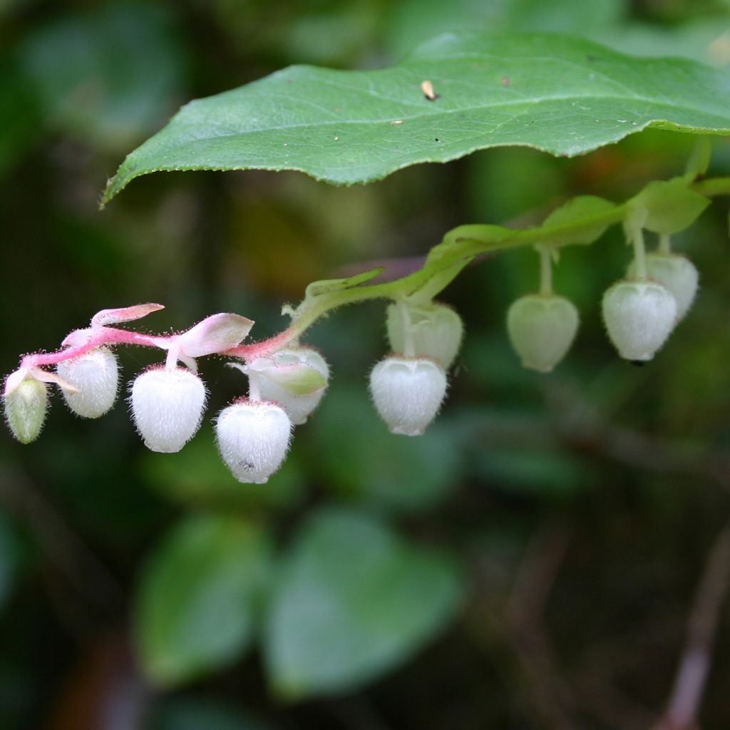 Gaultheria shallon - Shallon