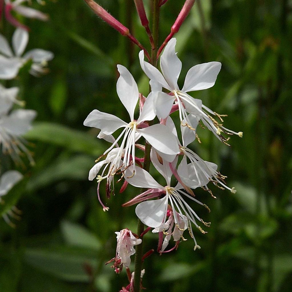 Gaura lindheimeri Whirling Butterflies - Prachtkaars