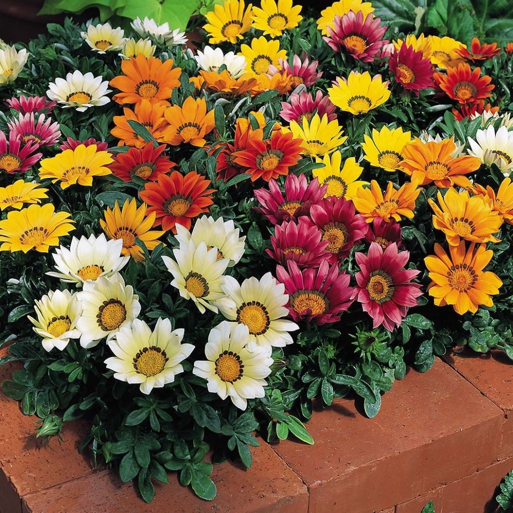 Gazania Wonderwall mix - Middaggoud
