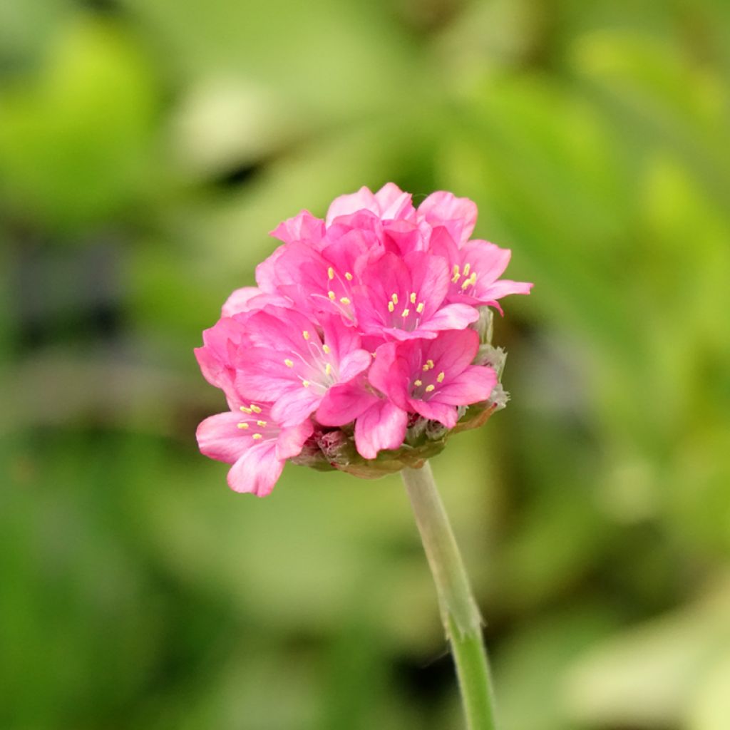 Armeria Ornament - Engels gras