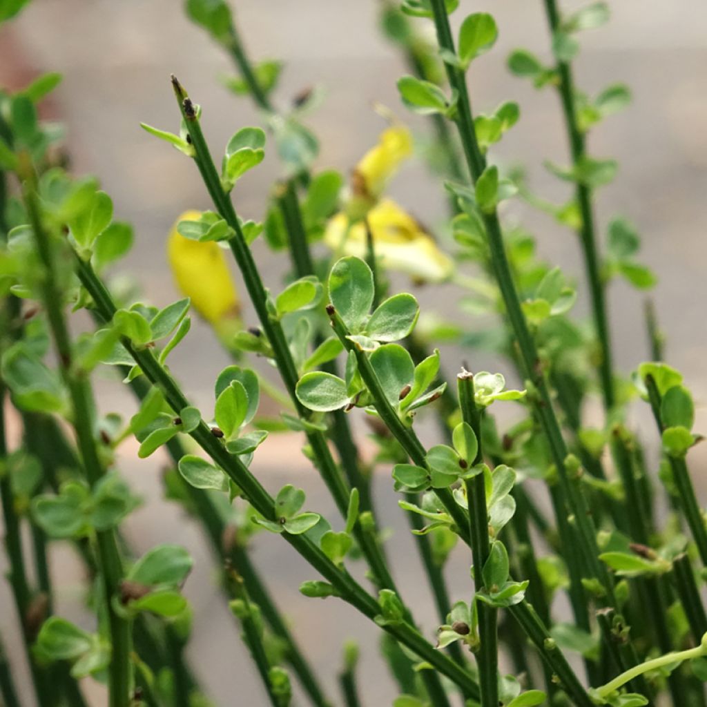 Cytisus scoparius Vanesse - Brem