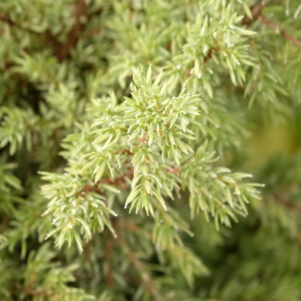 Juniperus communis Pyramidalis - Jeneverbes