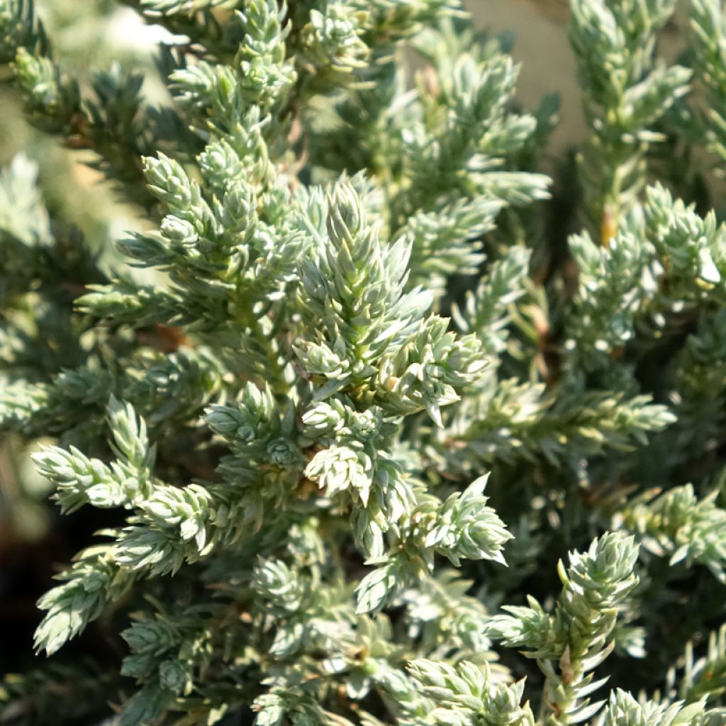 Juniperus squamata Tropical Blue - Himalaya jeneverbes