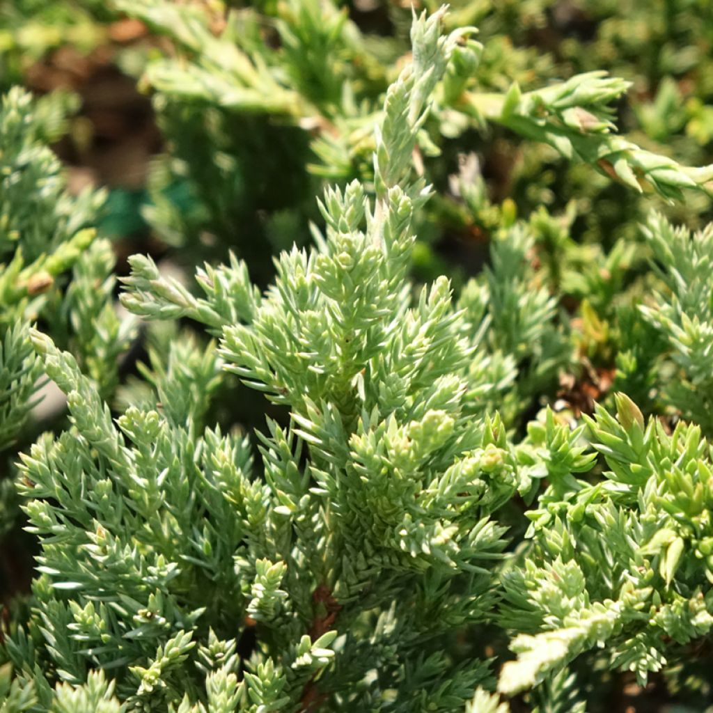 Juniperus horizontalis Prince Of Wales - Kruipende jeneverbes