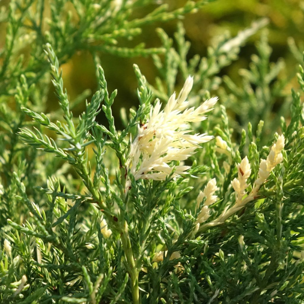 Juniperus pfitzeriana White Splash - Jeneverbes