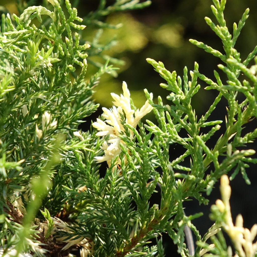 Juniperus pfitzeriana White Splash - Jeneverbes