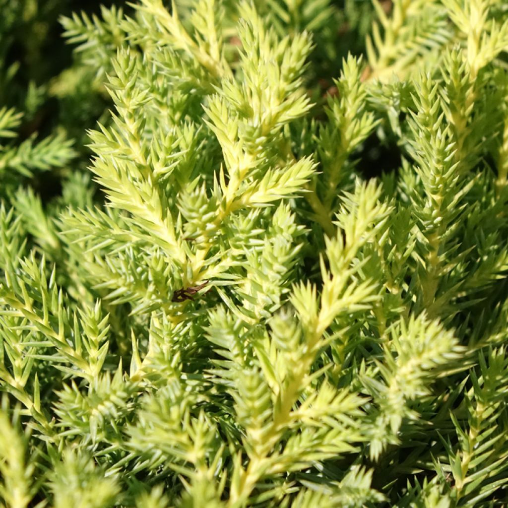Juniperus media Gold Star - Jeneverbes
