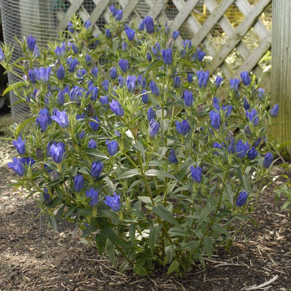 Gentiana True Blue - Gentiaan