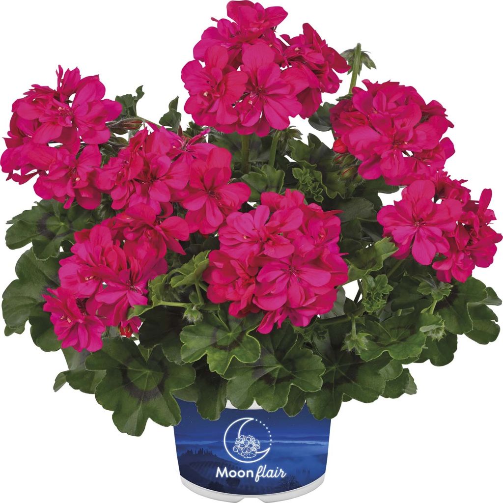 Pelargonium Moonflair Dark Pink - Hanggeranium