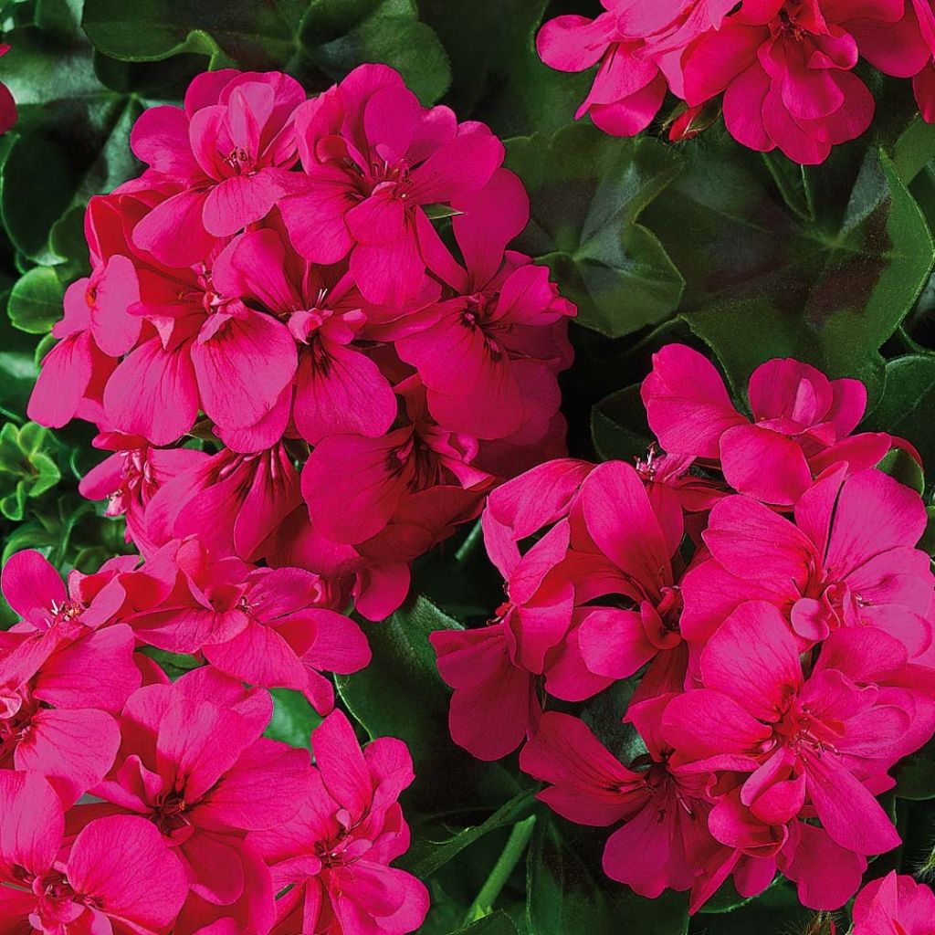 Pelargonium peltatum BIG 5 Neon Pink - Hanggeranium dubbel