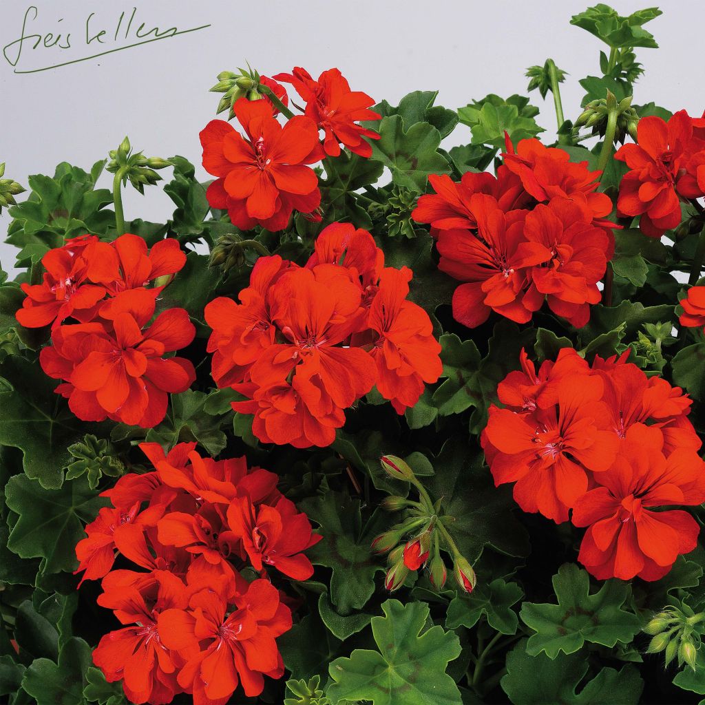 Pelargonium peltatum Big 5 Red Devil - Hanggeranium dubbel rood