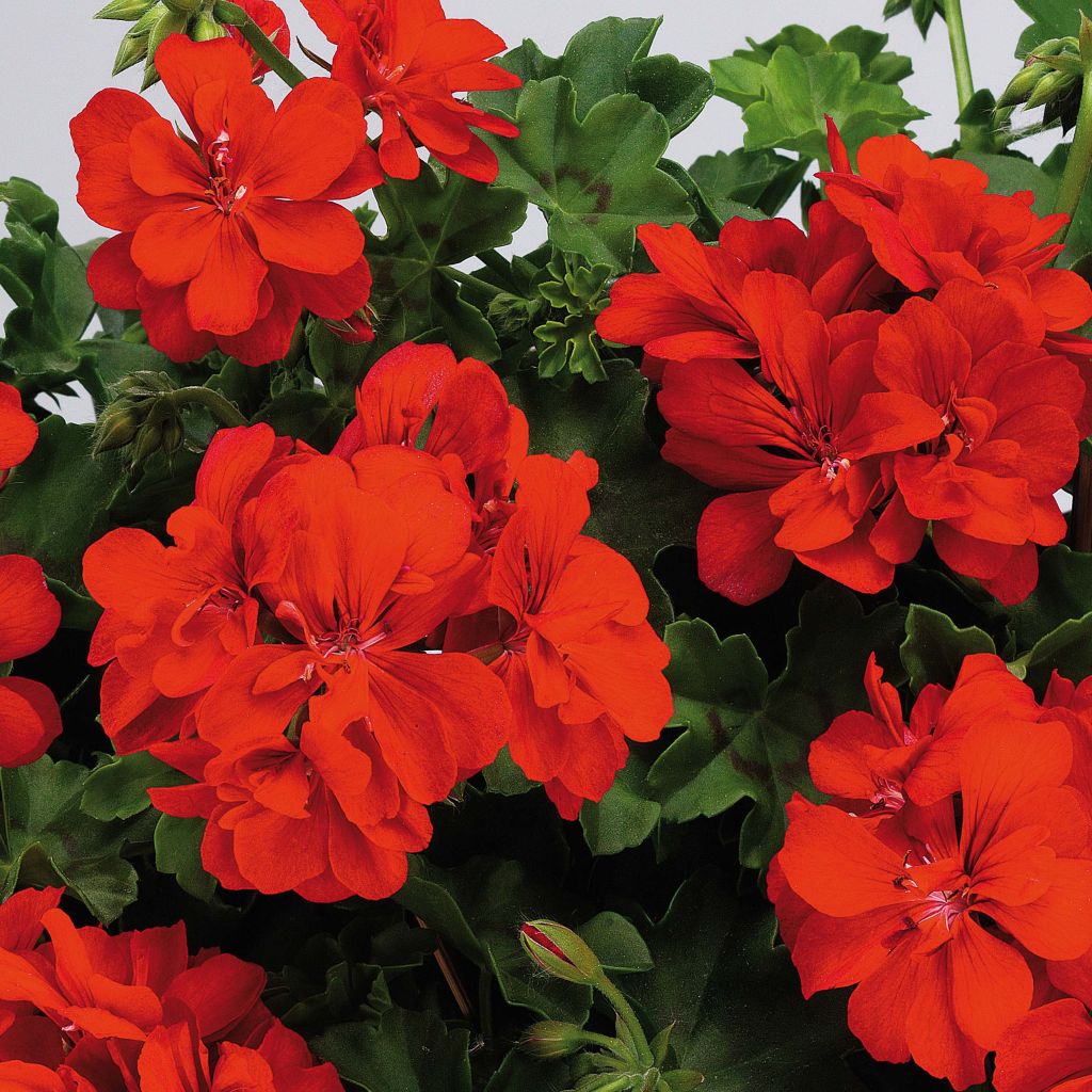 Pelargonium peltatum Big 5 Red Devil - Hanggeranium dubbel rood