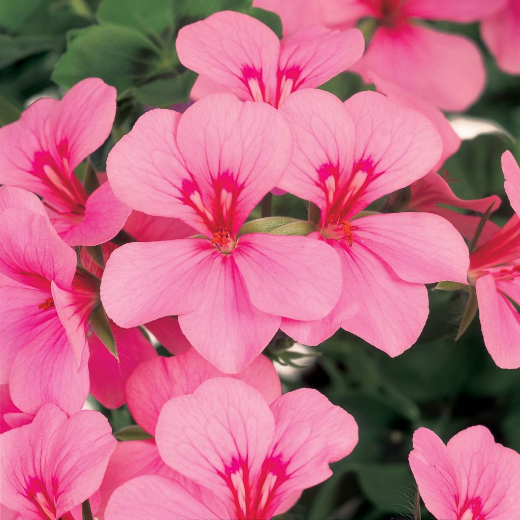 Pelargonium peltatum Pink Light - Hanggeranium