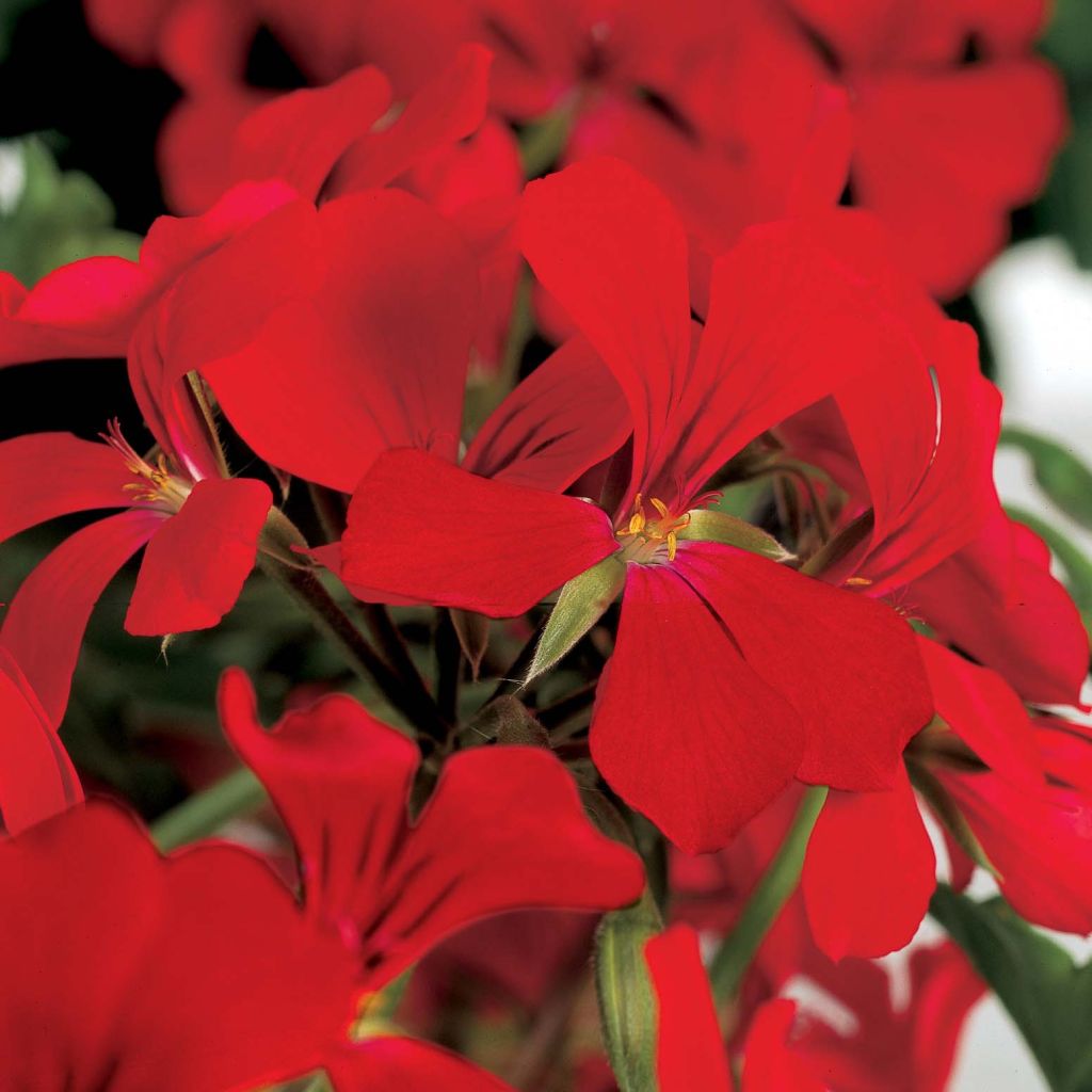 Pelargonium peltatum Rainbow Red - Hanggeranium rood