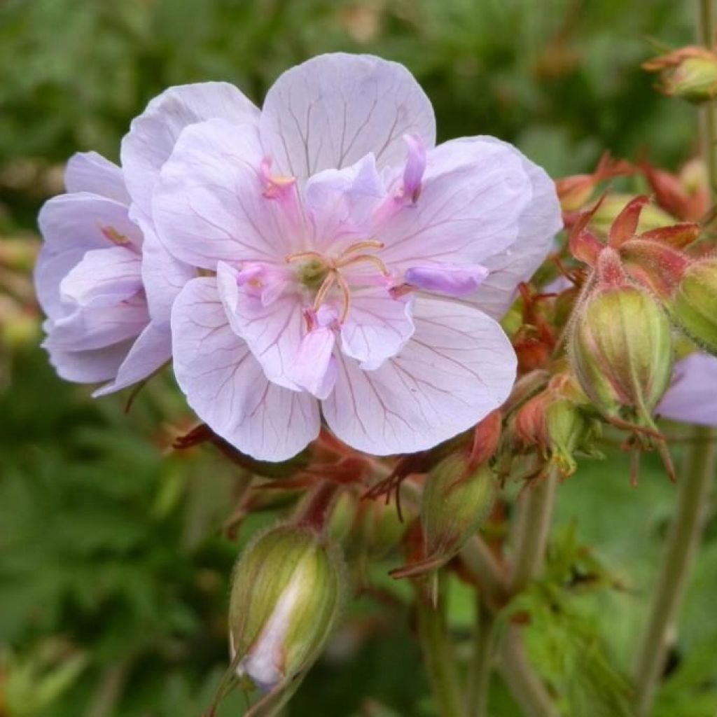 Geranium pratense Else Lacey - Beemdooievaarsbek